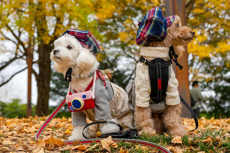 Is It OK to Dress up Your Pet?